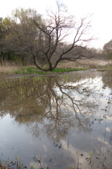 2016/03/26_北本自然観察公園