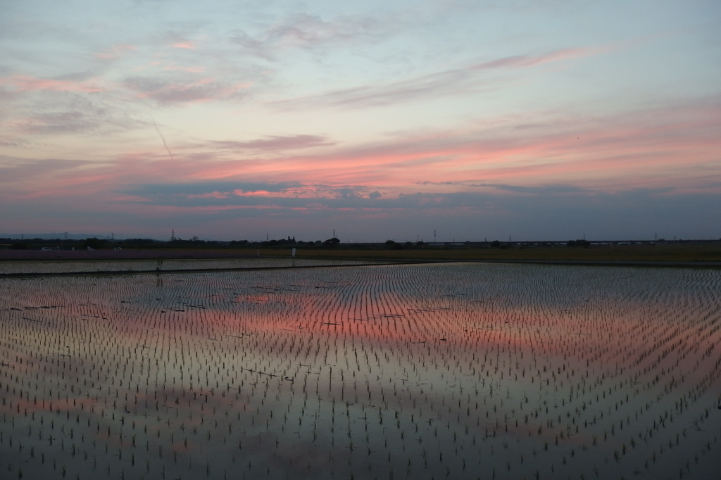 2015/05/24_水田の夕暮れ