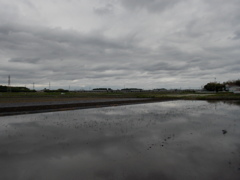 2017/05/14_水田の曇天