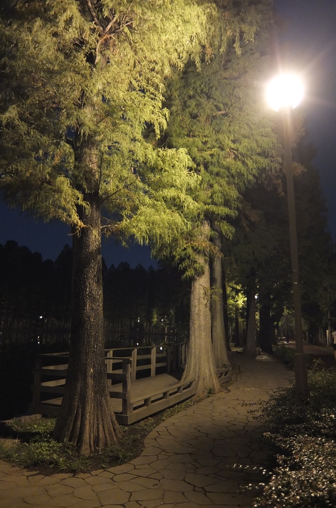 2014/11/02_夜の別所沼公園