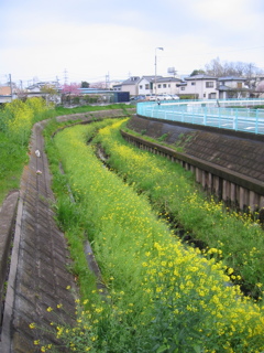 2017/04/09_芝川の菜の花