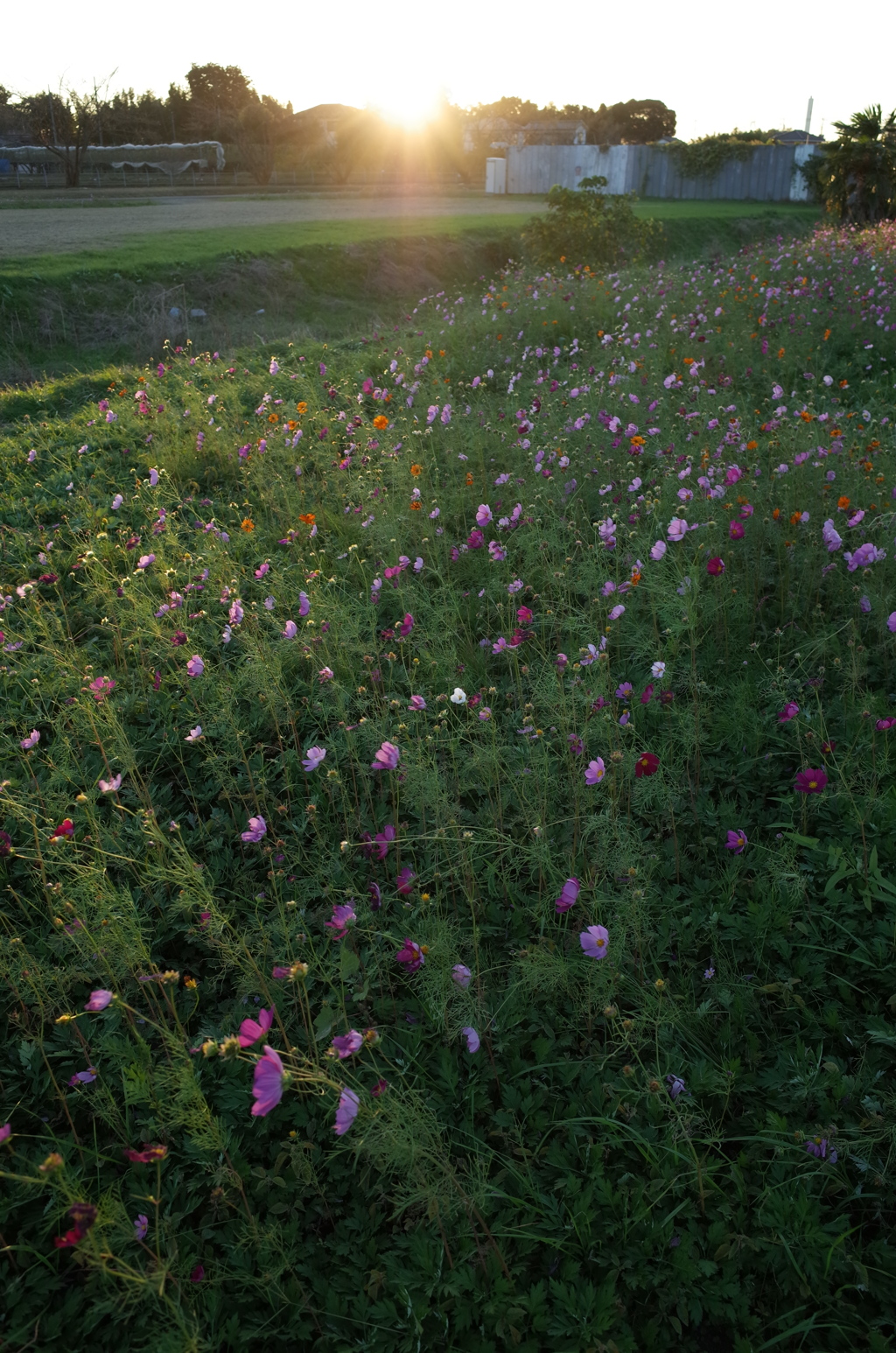 2015/10/25_夕暮れの蓮田駒崎コスモス畑