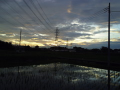 2017/07/01_水田の夕暮れ
