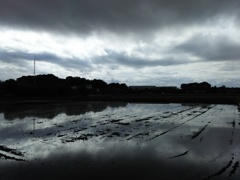 2017/05/14_水田の曇天