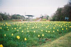 2016/04/09_花の丘農林公苑のチューリップ
