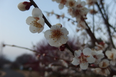 2016/02/27_花の丘農林公苑の白梅