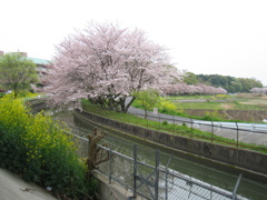 2016/04/10_見沼代用水の桜と菜の花