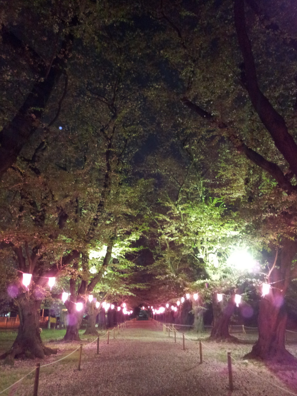 2016/04/10_小室無線山の夜桜