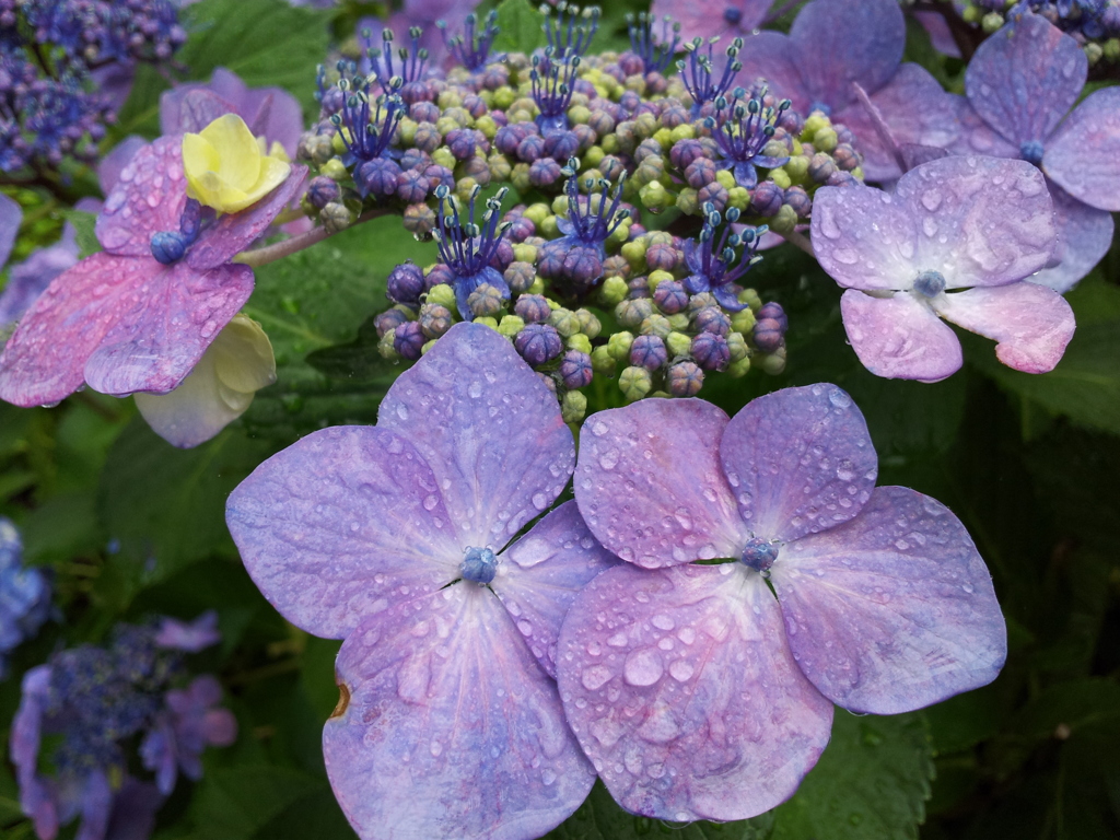2016/07/17_高松公園の紫陽花