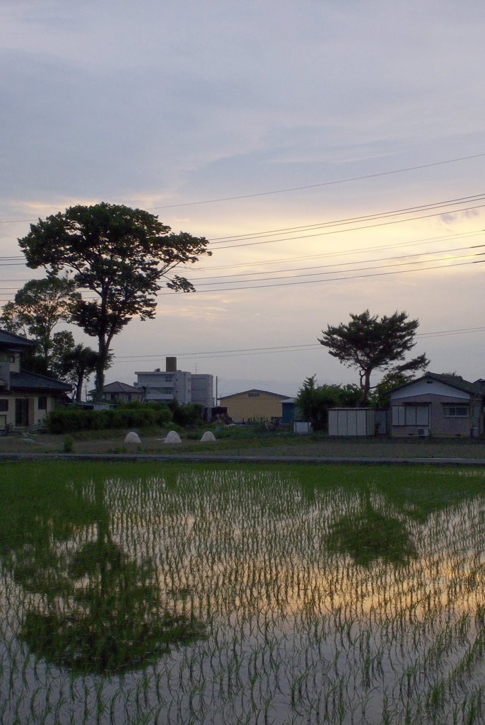 2015/05/30_水田に夕空と木