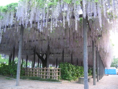 2016/05/07_玉敷公園の藤