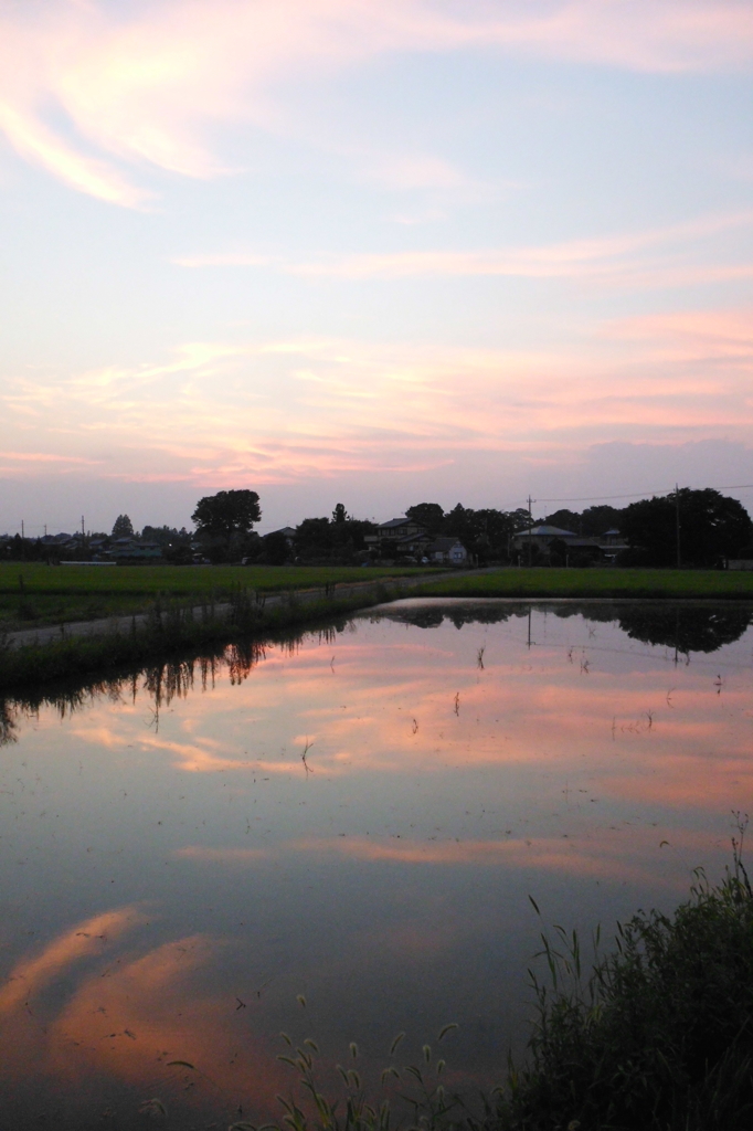 2015/07/25_水田の夕暮れ 