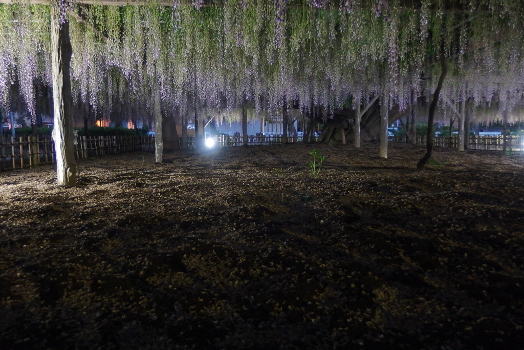 2016/05/07_玉敷公園の夕暮れ藤