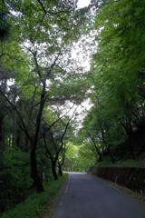 2015/05/04_林道