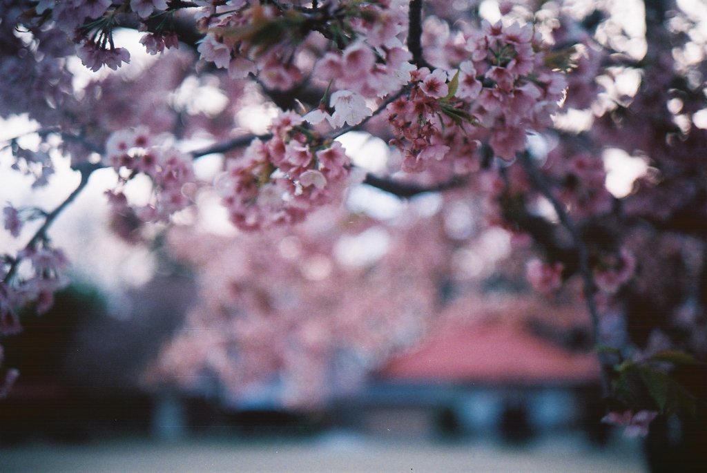 2016/03/27_放光寺の桜