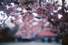 2016/03/27_放光寺の桜