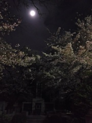 2017/04/10_伊奈中「英霊の塔」の夜桜と月