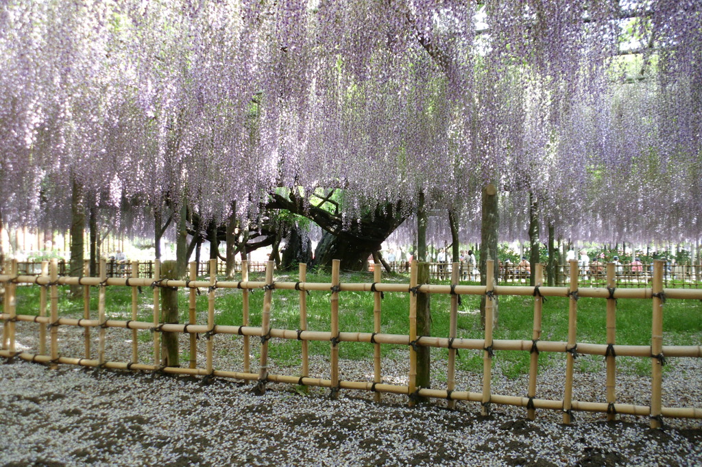 2015/05/03_玉敷公園の藤