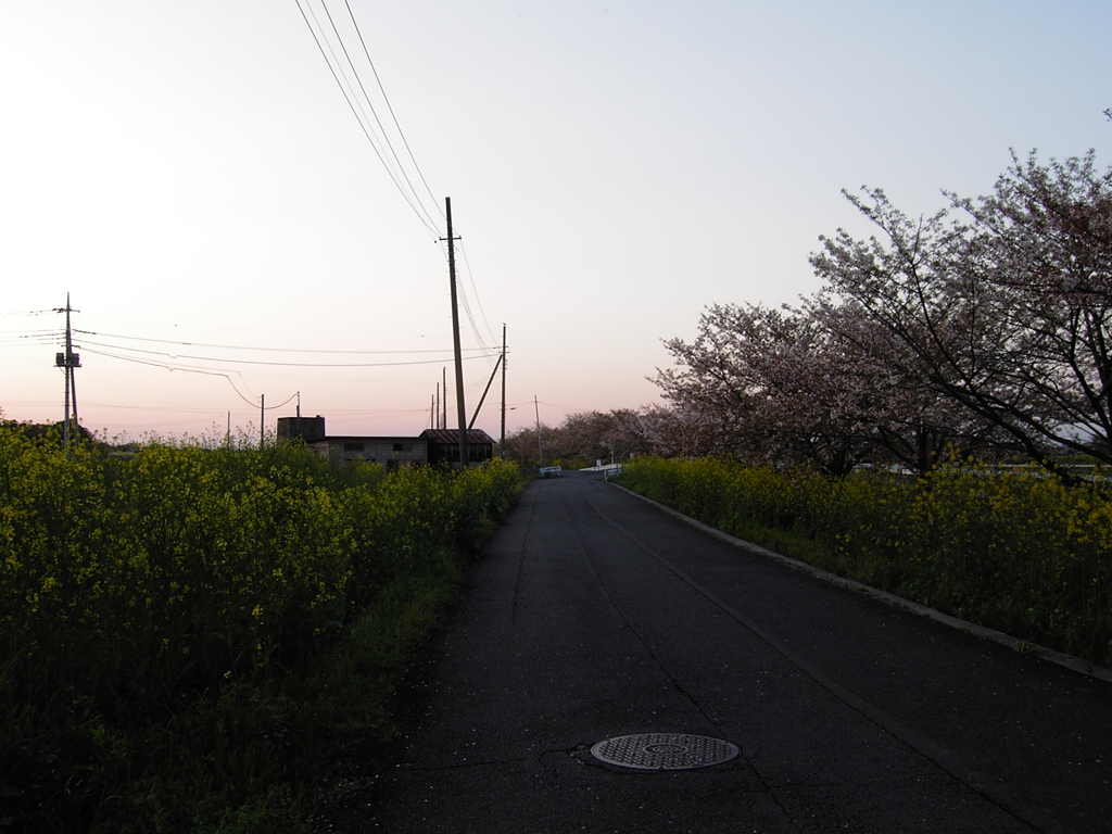 2017/04/15_夕暮れの菜の花と桜の道