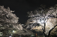 2015/04/05_上尾市文化センターの夜桜