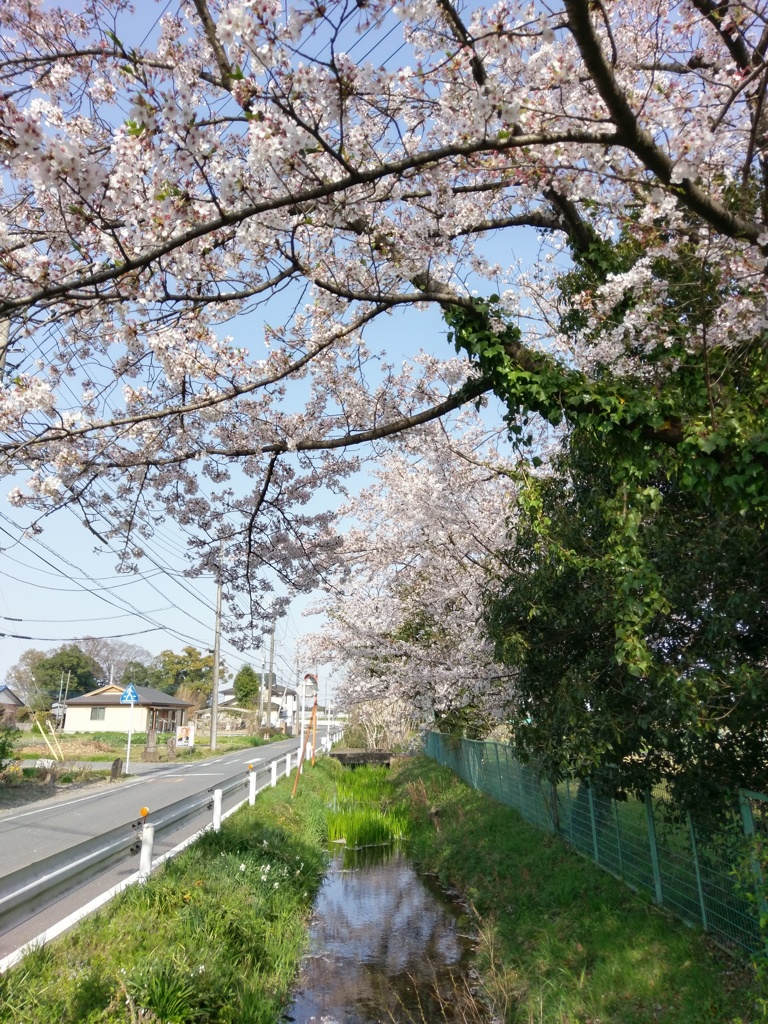 2018/04/01_小川と桜