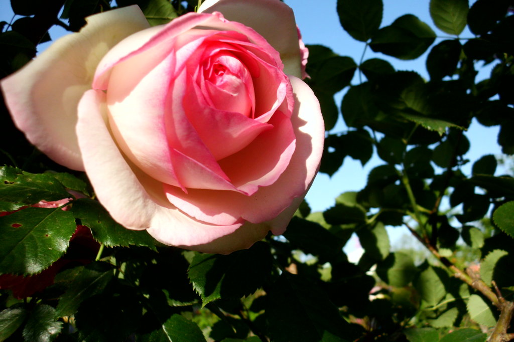 2014/05/18_平成の森公園の薔薇