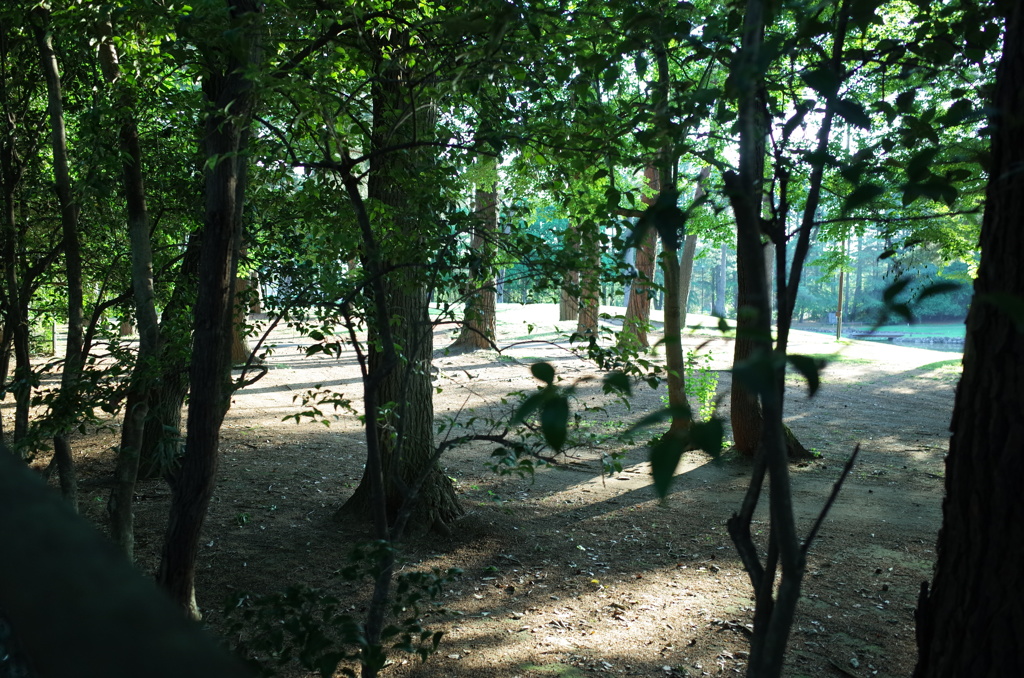 2015/05/24_夕暮れのゴルフ場