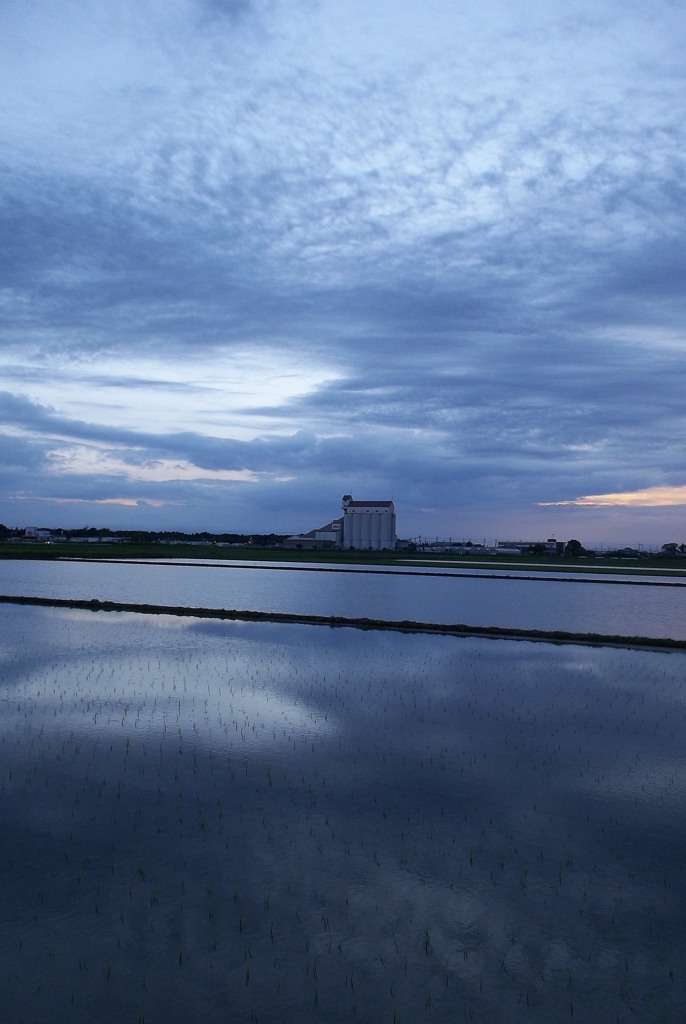 2015/06/21_水田の夕暮れ
