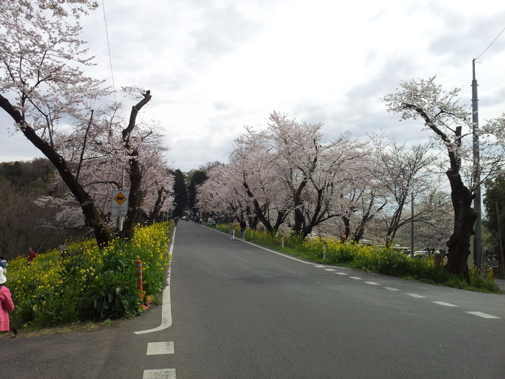2016/04/03_城ヶ谷堤の桜と菜の花