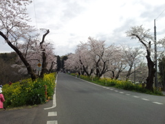 2016/04/03_城ヶ谷堤の桜と菜の花