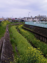 2017/04/09_芝川の菜の花