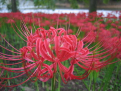 2016/09/10_巾着田の曼珠沙華