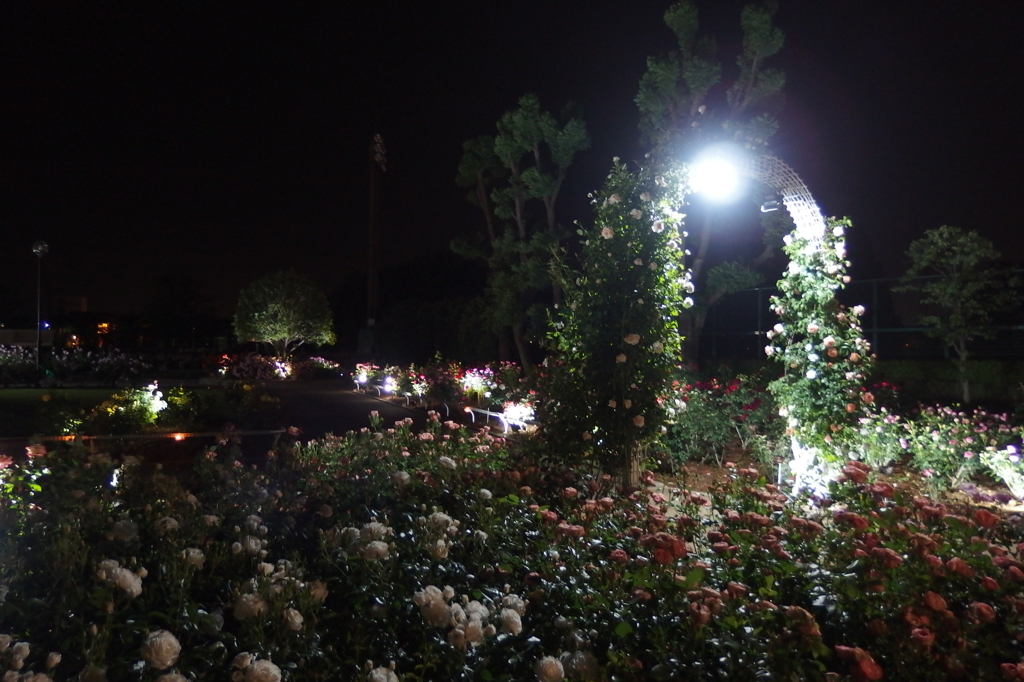 2015/05/17_夜の伊奈バラ園