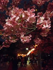 2017/04/06_上野公園の夜桜