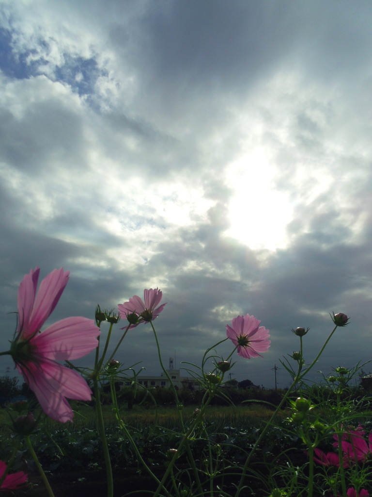 2016/10/10_曇天のコスモス
