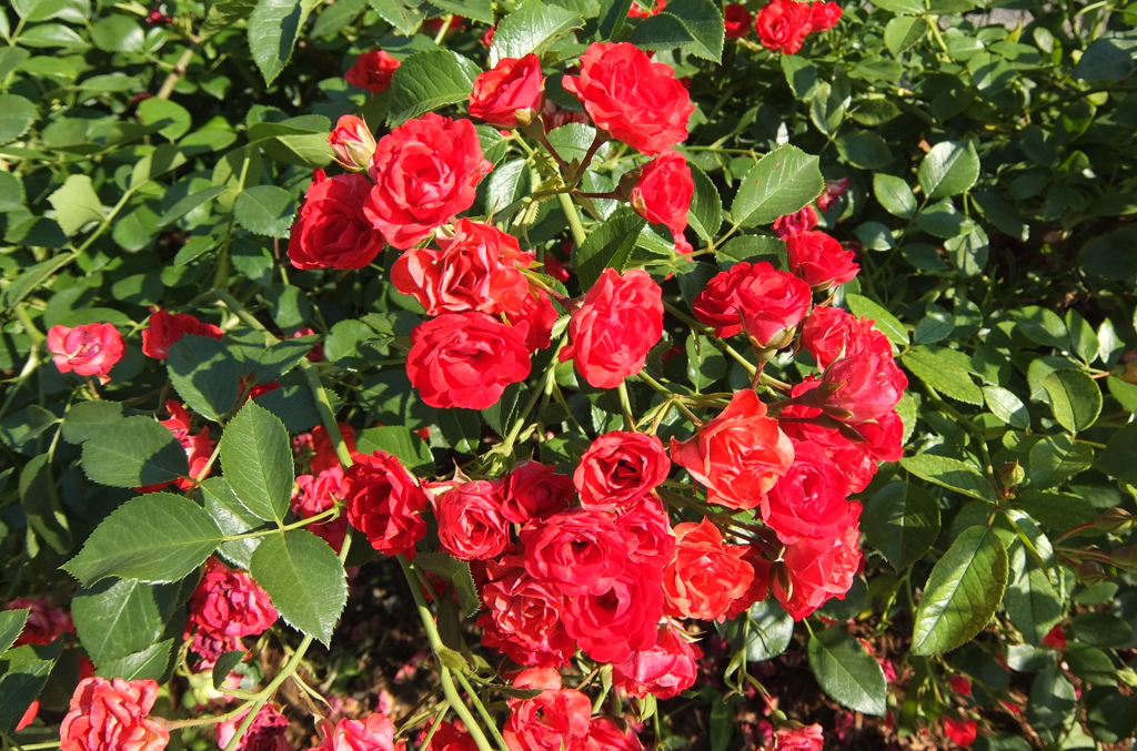 2014/06/15_伊奈バラ園