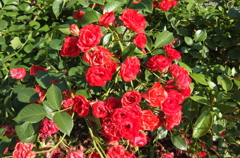 2014/06/15_伊奈バラ園