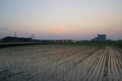 2015/07/11_水田の夕暮れ