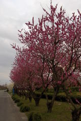 2016/03/27_紅白梅