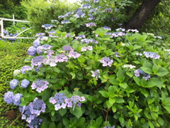 2016/07/17_高松公園の紫陽花