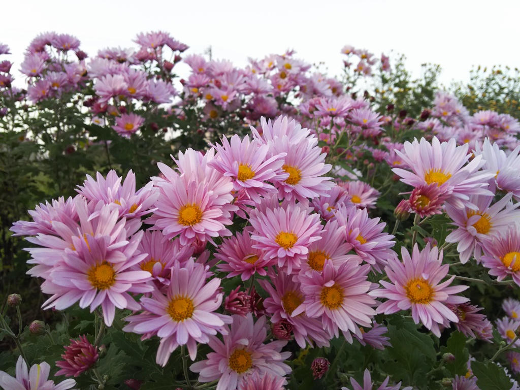 2016/11/06_路傍の花