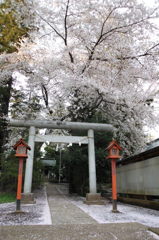 2014/04/05_伊奈崇霊社の桜