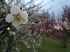 2016/02/28_花の丘農林公苑の白梅