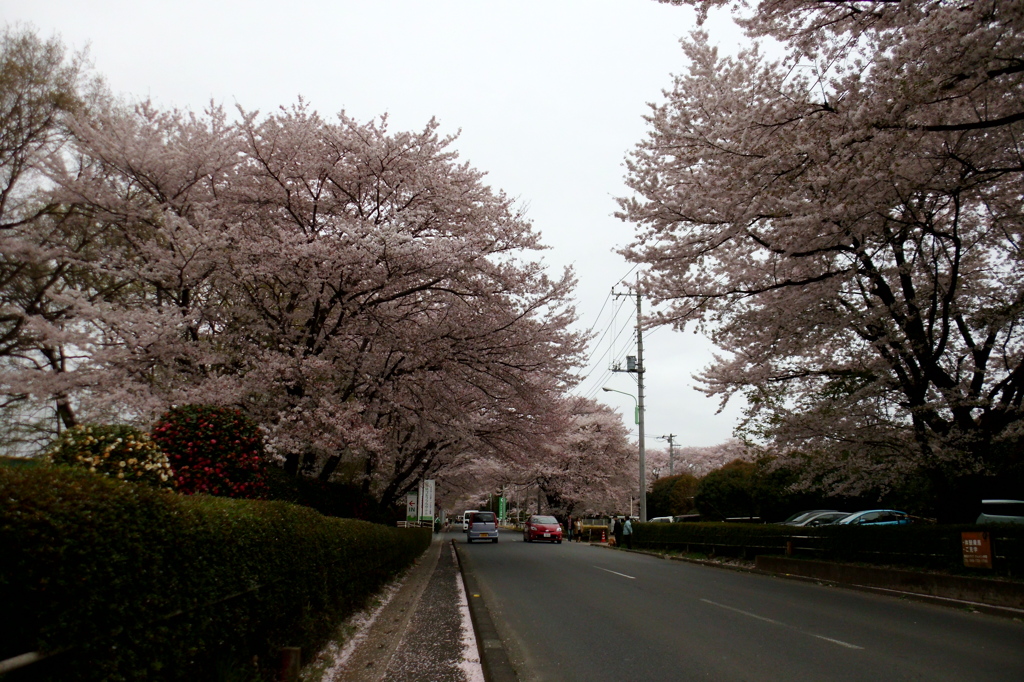 2015/04/04_無線山の桜