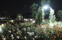 2015/05/17_夜の伊奈バラ園