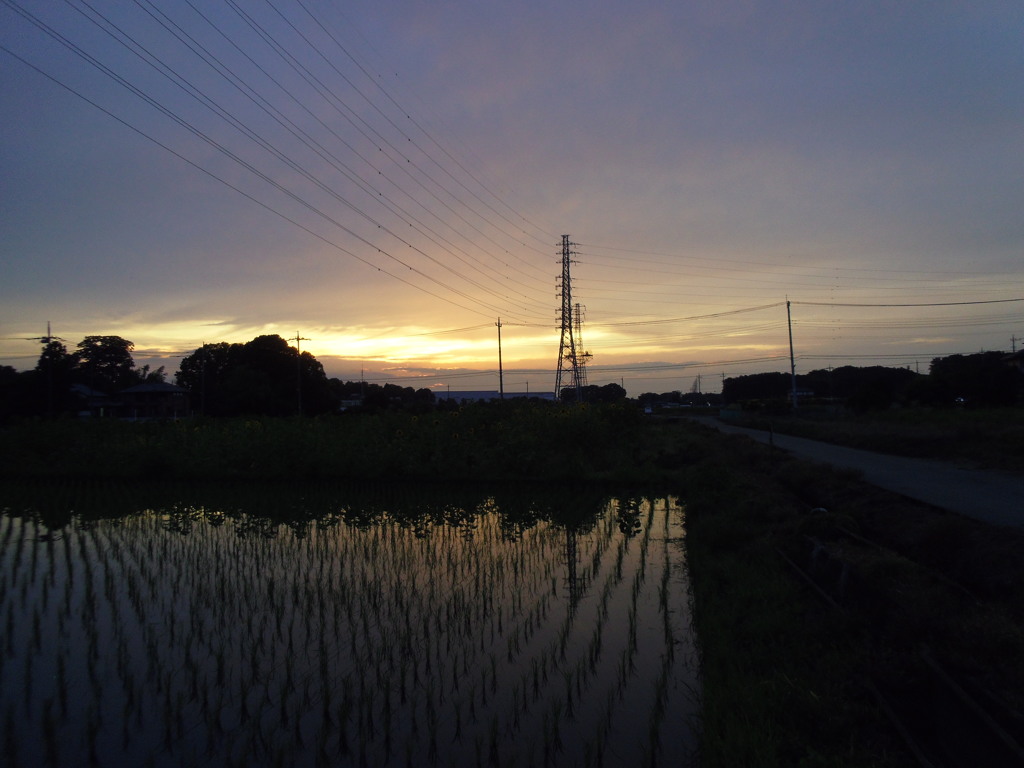 2017/06/25_水田の夕暮れ