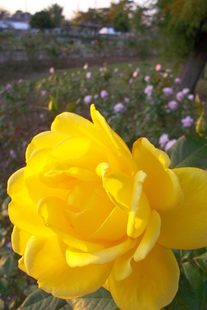 2015/10/18_伊奈バラ園の薔薇