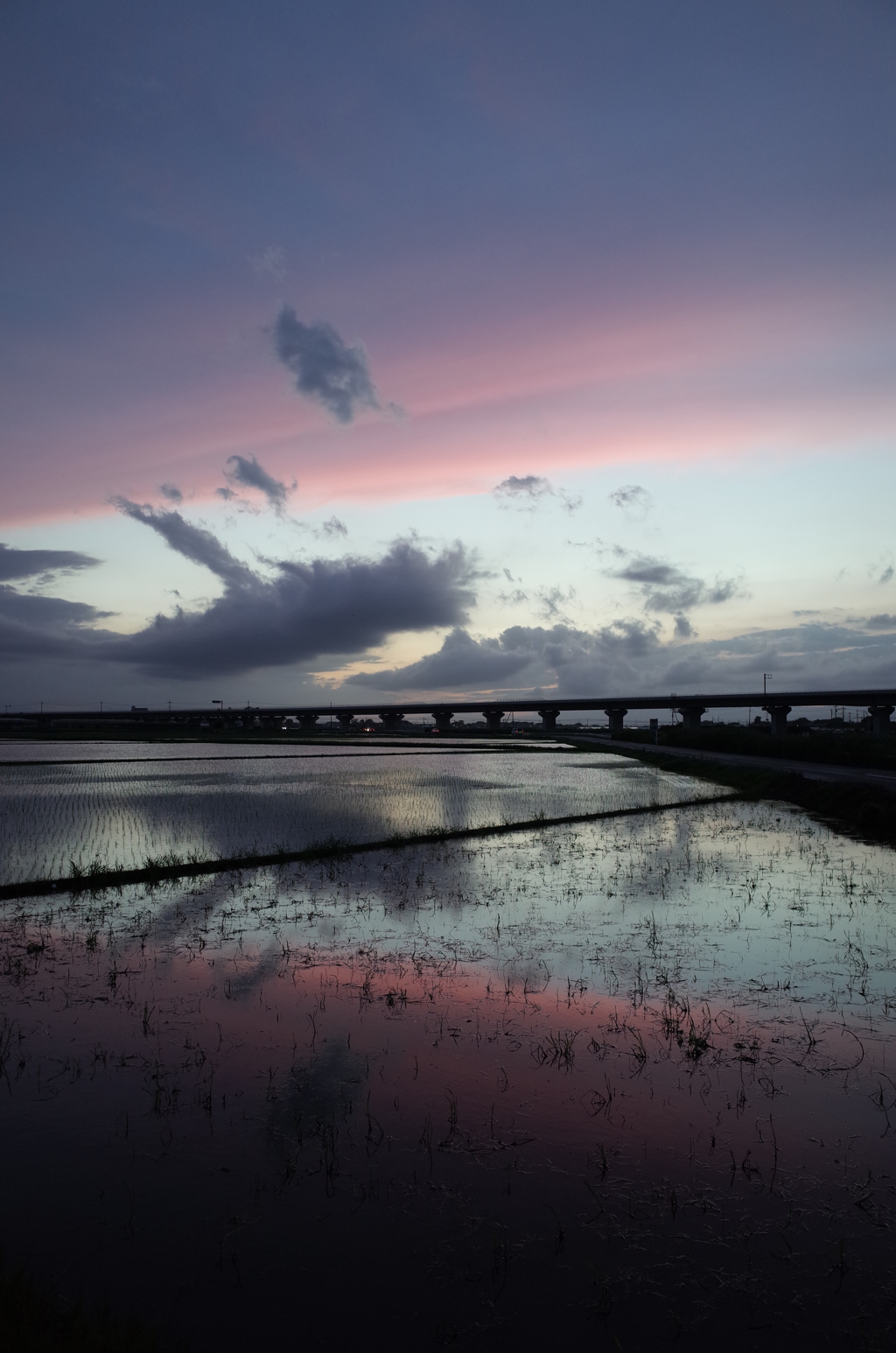2015/06/28_水田の夕暮れ