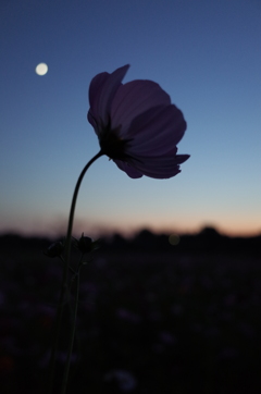 2015/10/18_蓮田駒崎の夕暮れコスモス