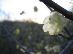 2017/02/11_花の丘農林公苑の夕暮れ蝋梅